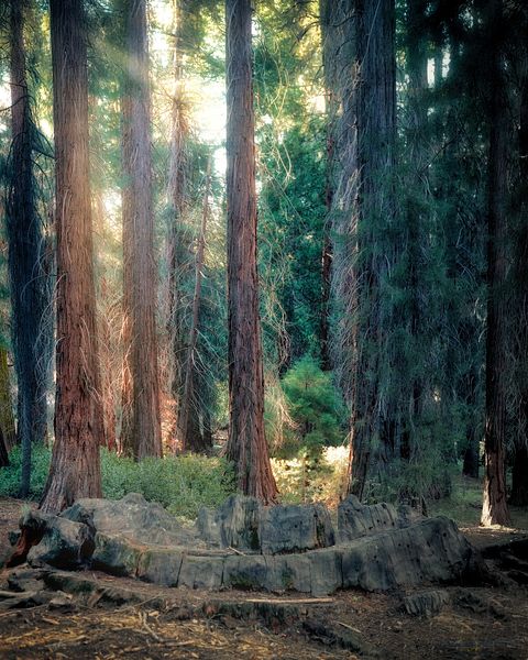 The Centennial Stump — Kings Canyon And The Fight For The Redwoods