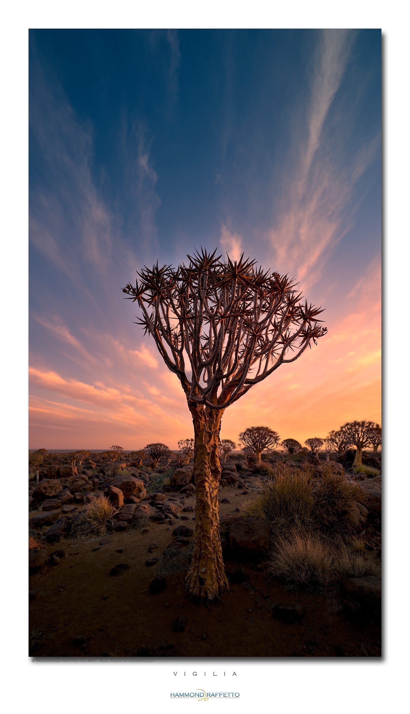 Namibian quiver tree at sunset.