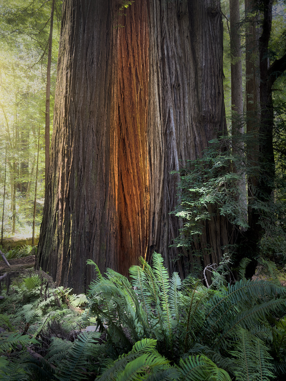 Scouting the Redwoods: Day 3