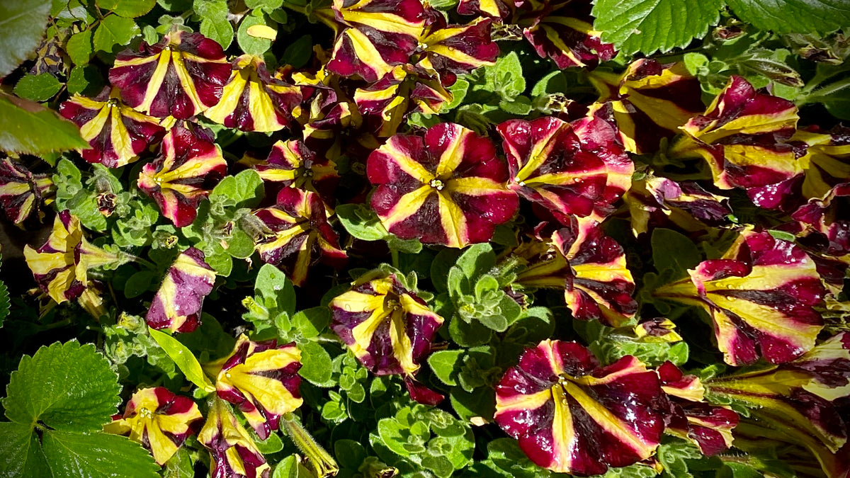 Don’t Pull That Petunia!