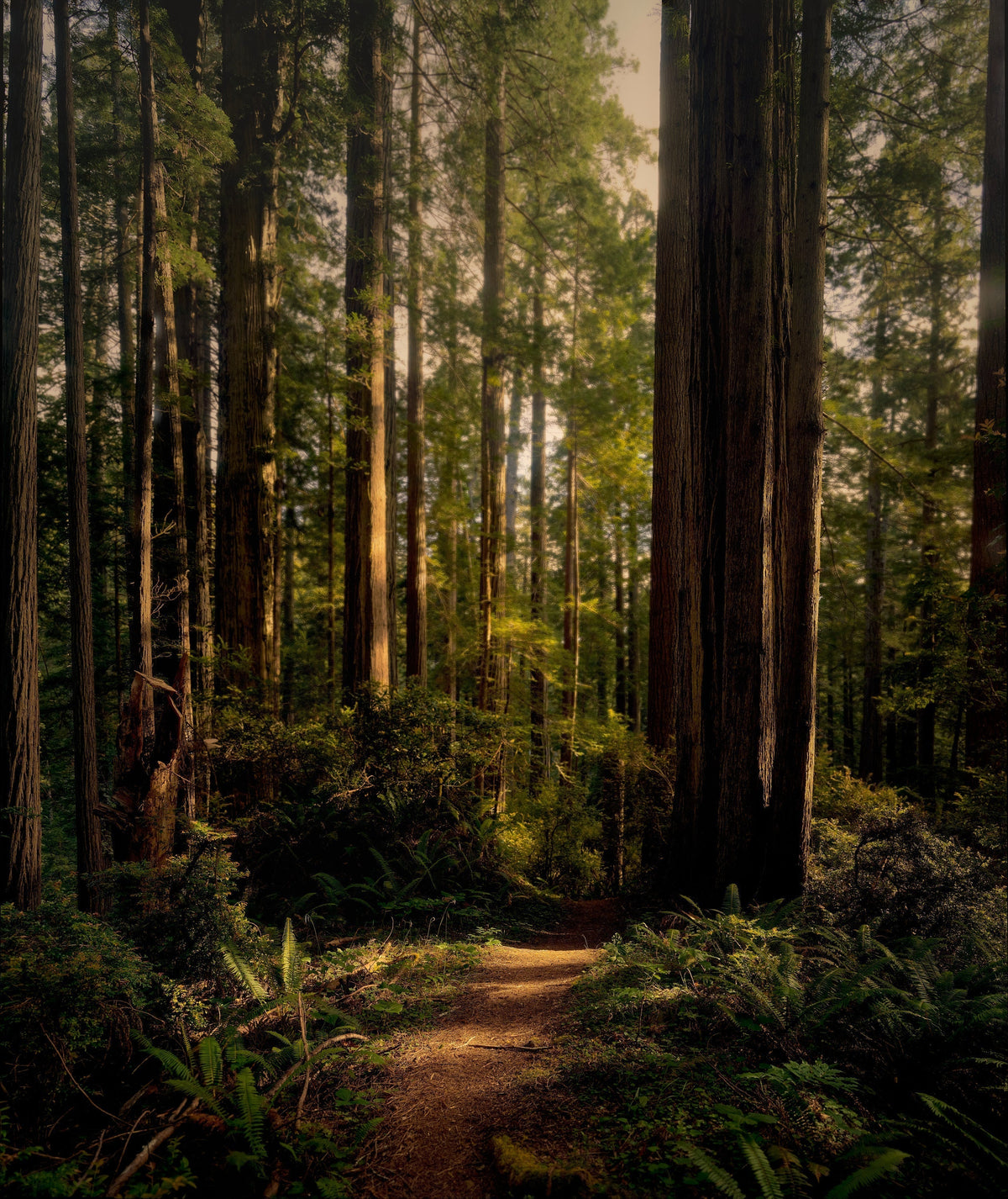 "I went to the woods . . .."