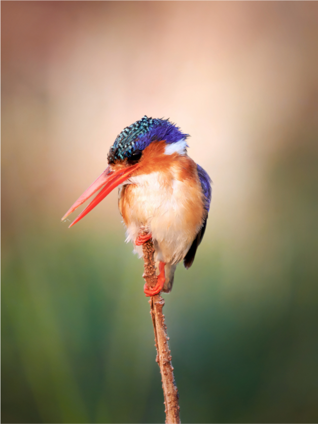 Main image Chobe River Kingfisher