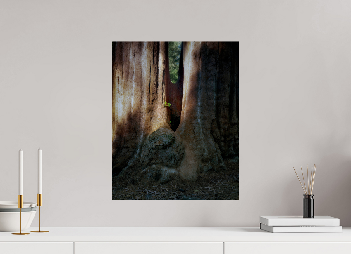 16 x 20″, Giclée Alu-Dibond Semper iuvenis