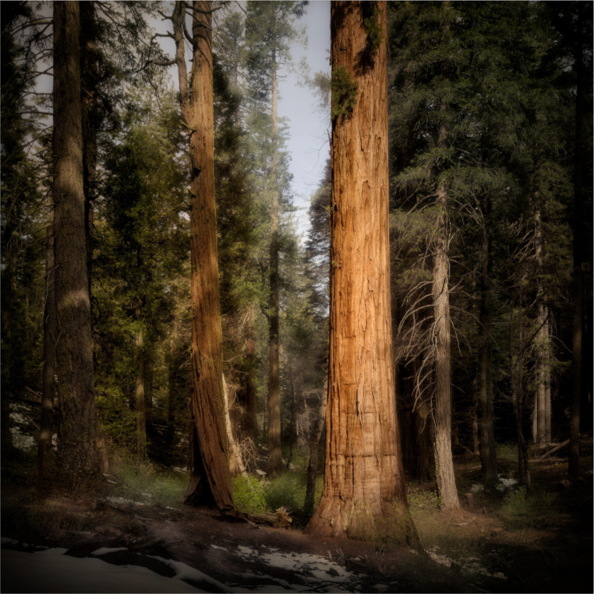 Main image Northern Sentinels I: The Placer County Sequoias