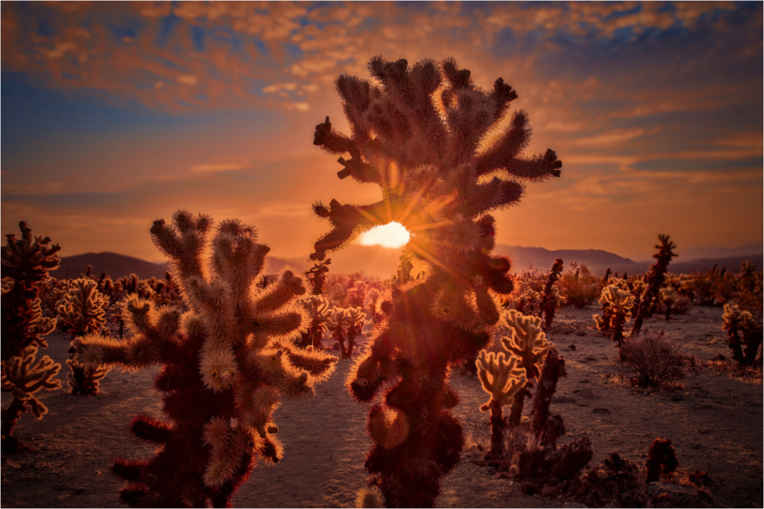 Main image Joshua Tree's Chollah Cactus