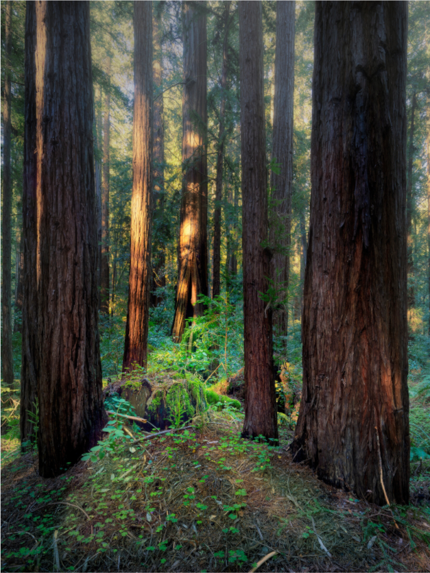 Main image Armstrong Woods III: The Ring Cycle