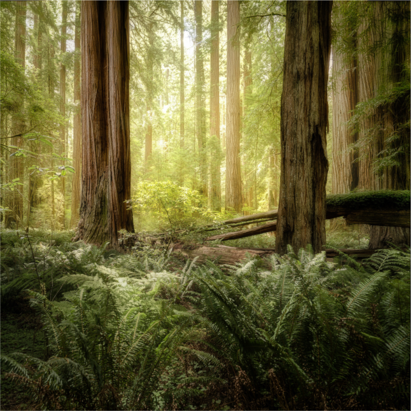 Main image Lux Armarium: Stout Grove