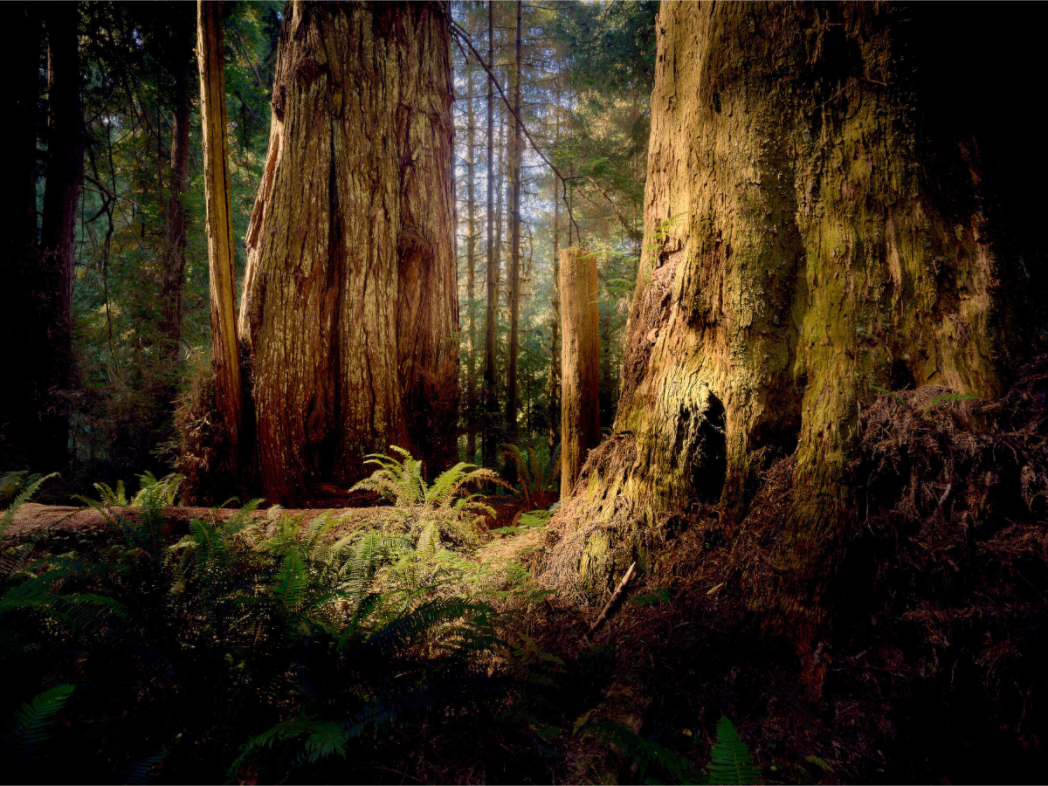Main image Parvus: A Redwood Perspective