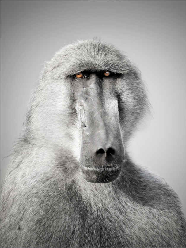 Main image Portrait of an Elder