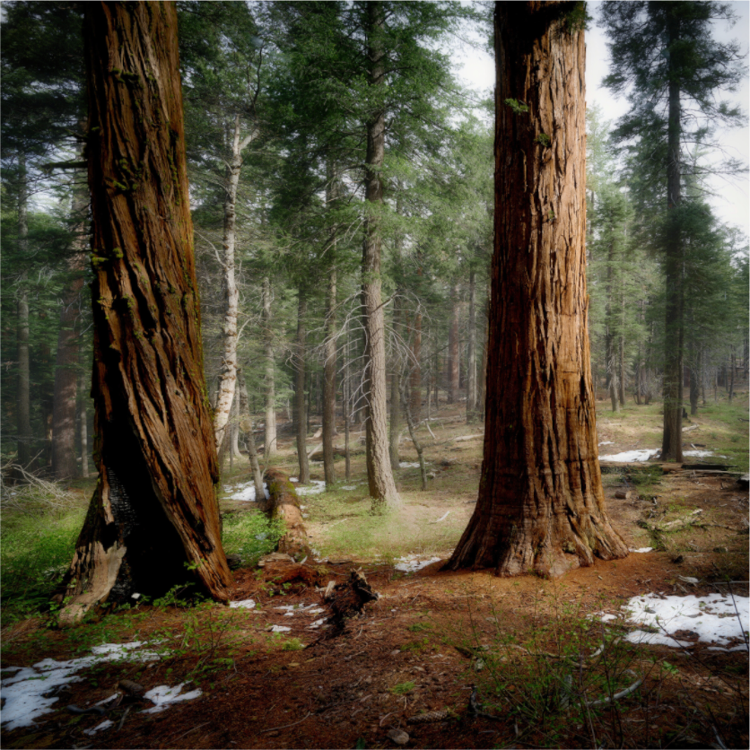Main image Northern Sentinels II: The Placer County Sequoias