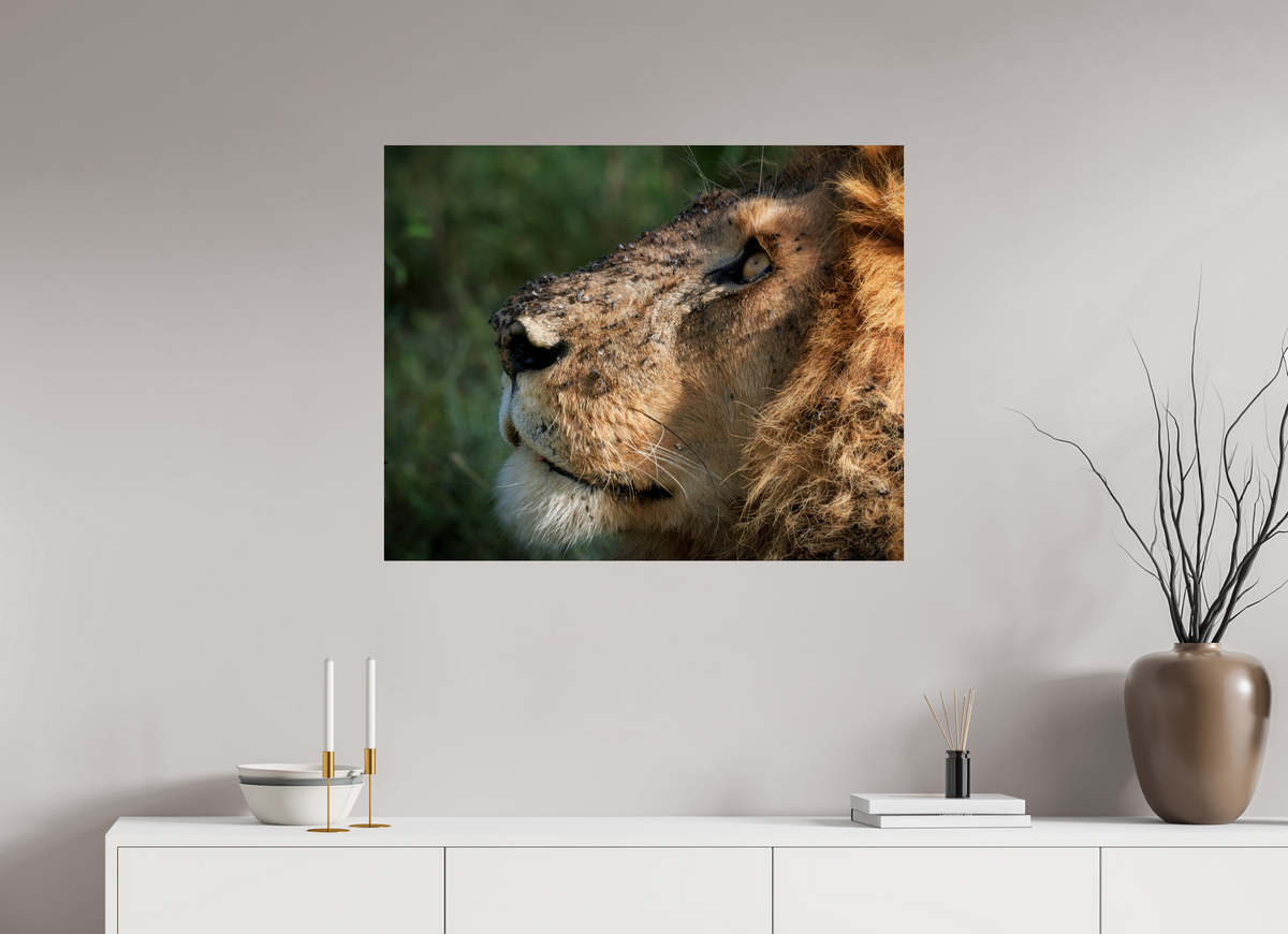 35 x 28″, Giclée Alu-Dibond The King of Most Beasts