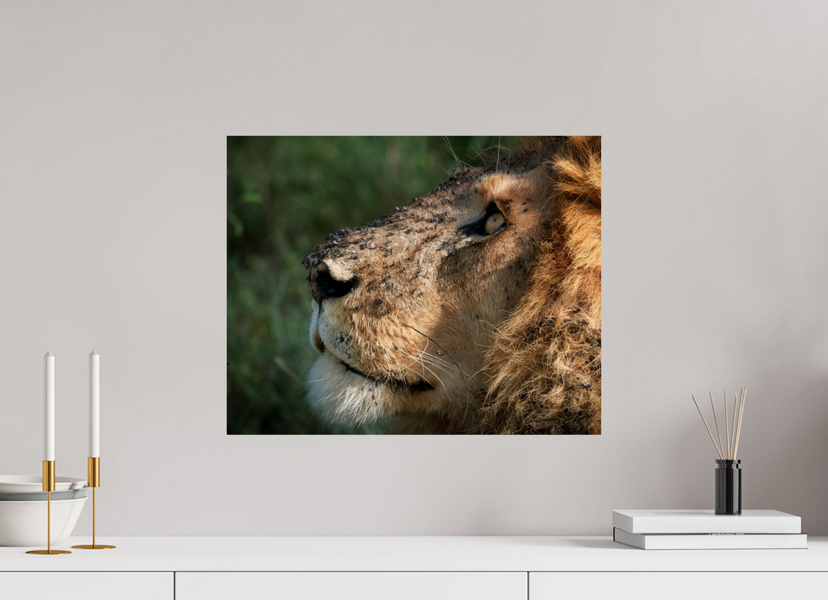 20 x 16″, Giclée Alu-Dibond The King of Most Beasts