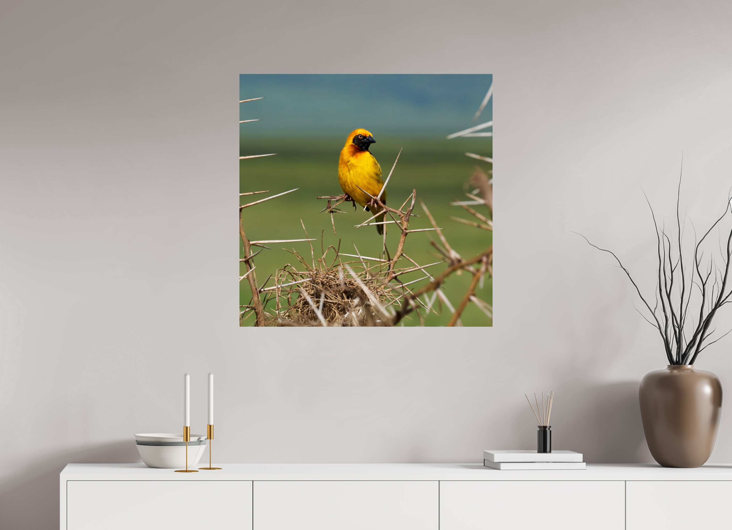 30 x 30″, Giclée Alu-Dibond Afrcan Golden Weaver
