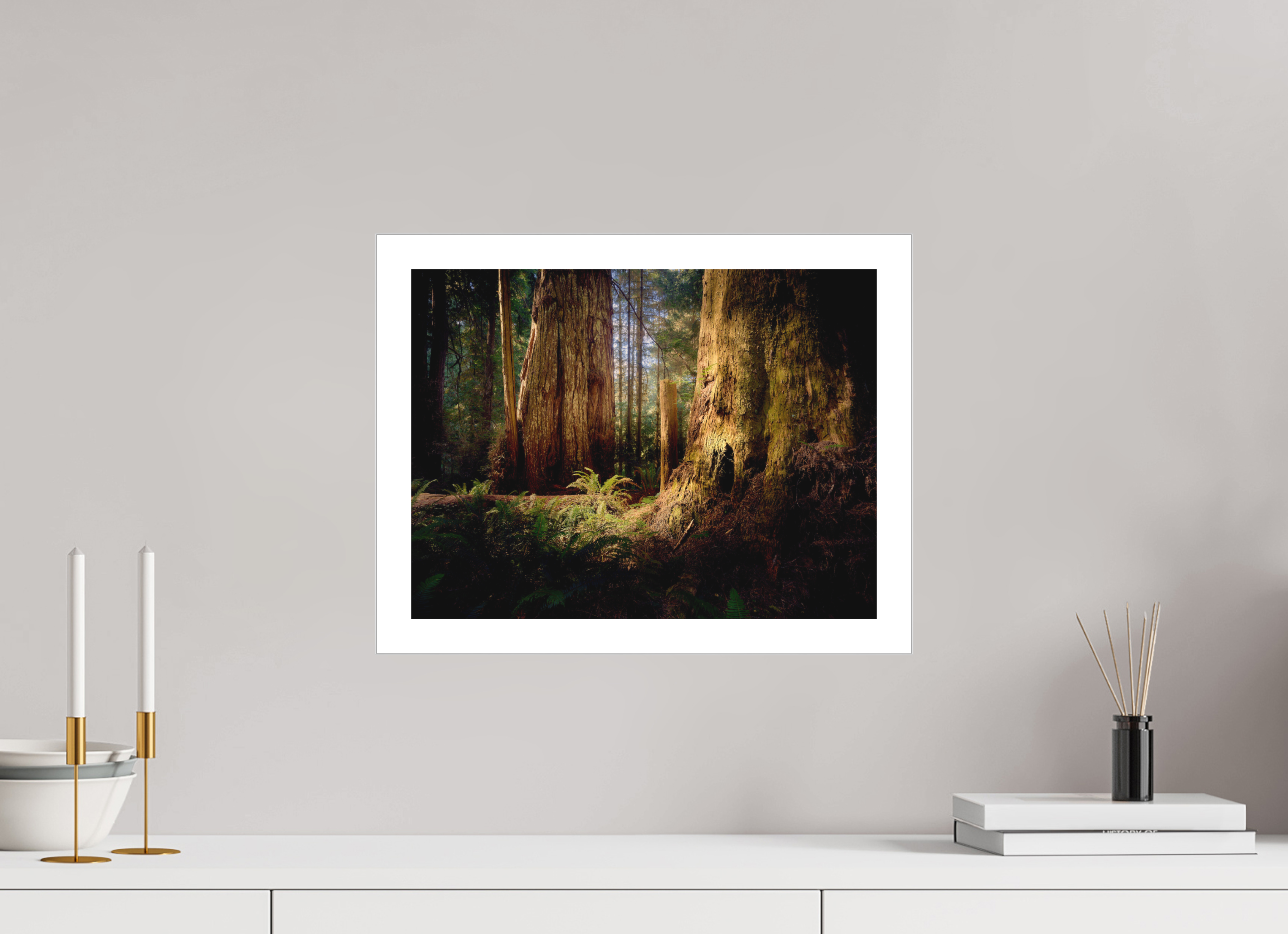 16 x 12″, Fine Art Bonded Acrylic Parvus: A Redwood Perspective