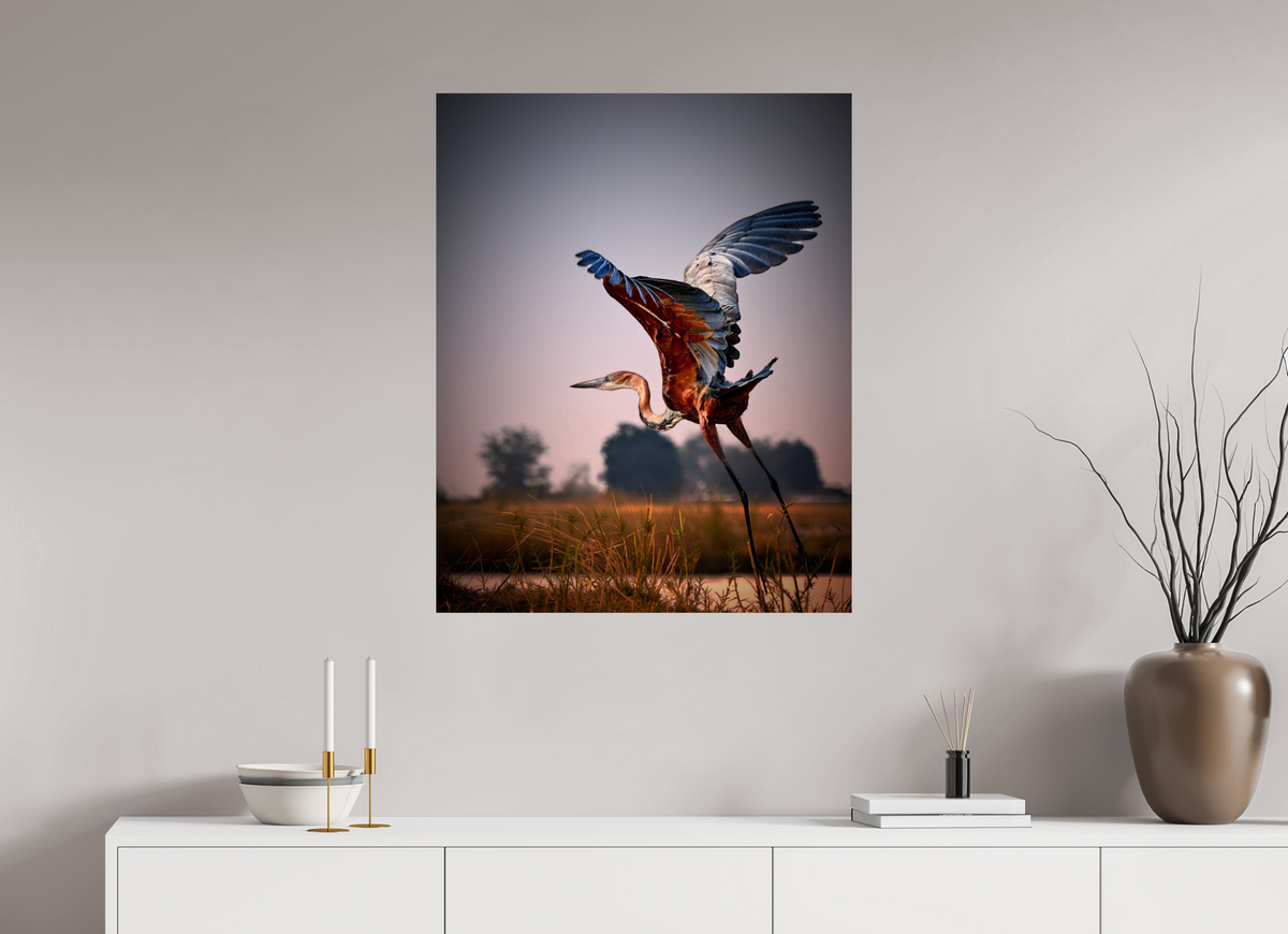 28 x 35″, Giclée Alu-Dibond Goliath Heron Takes Flight on the Chobe River