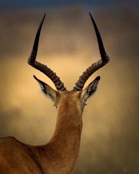 Impala DK