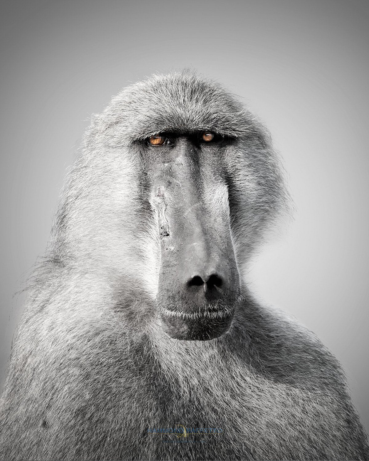 Portrait of an Elder