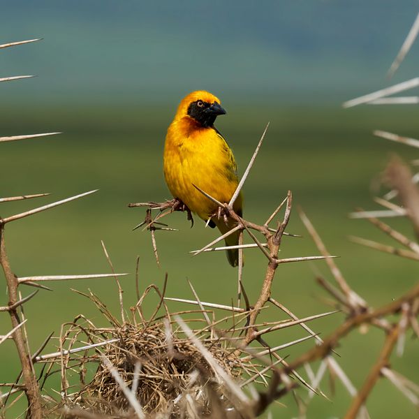 African Golden Weaver
