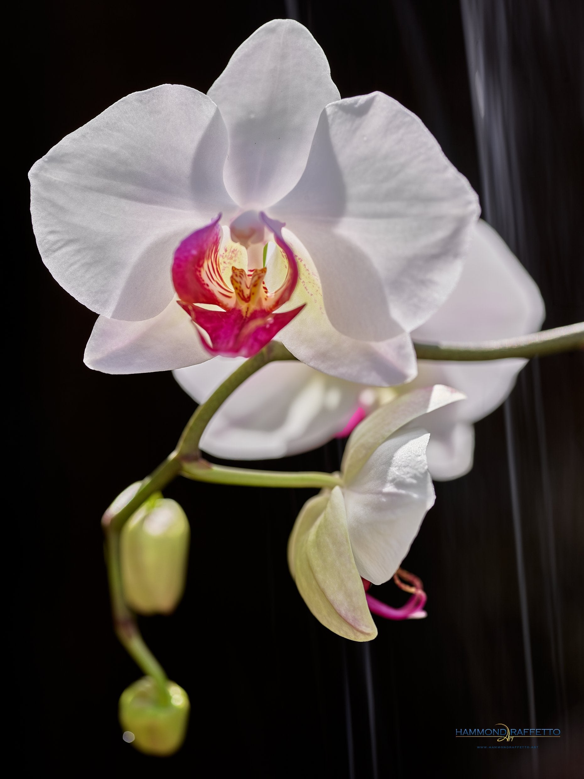 Orchidacea