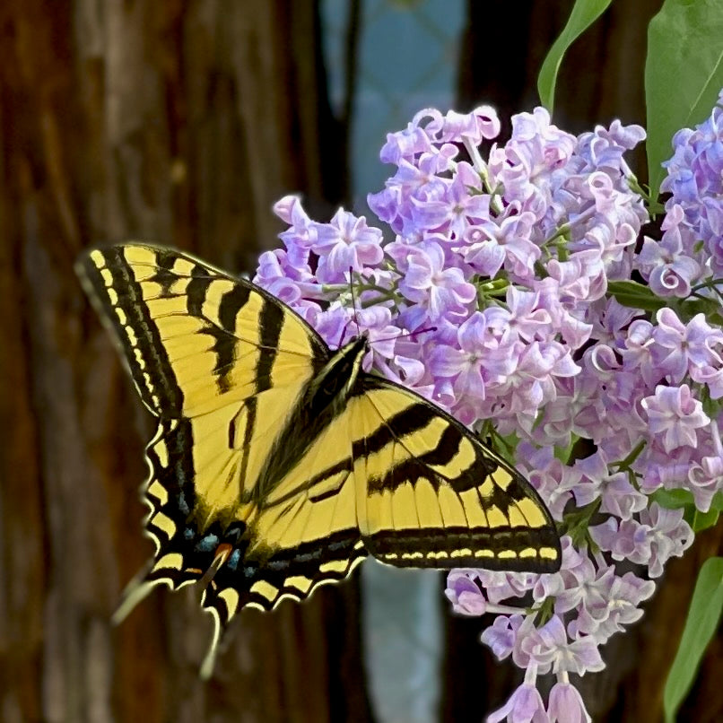 Saturdays in the Garden: Western Tiger Swallowtail