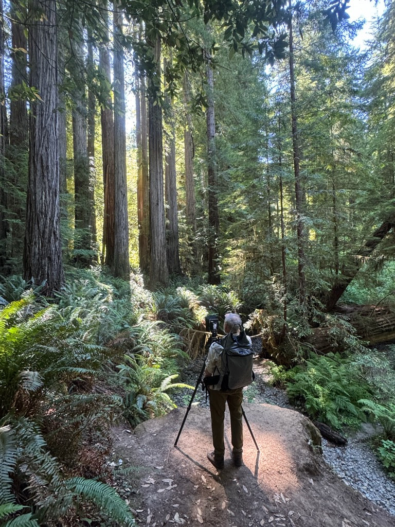 Redwood Light