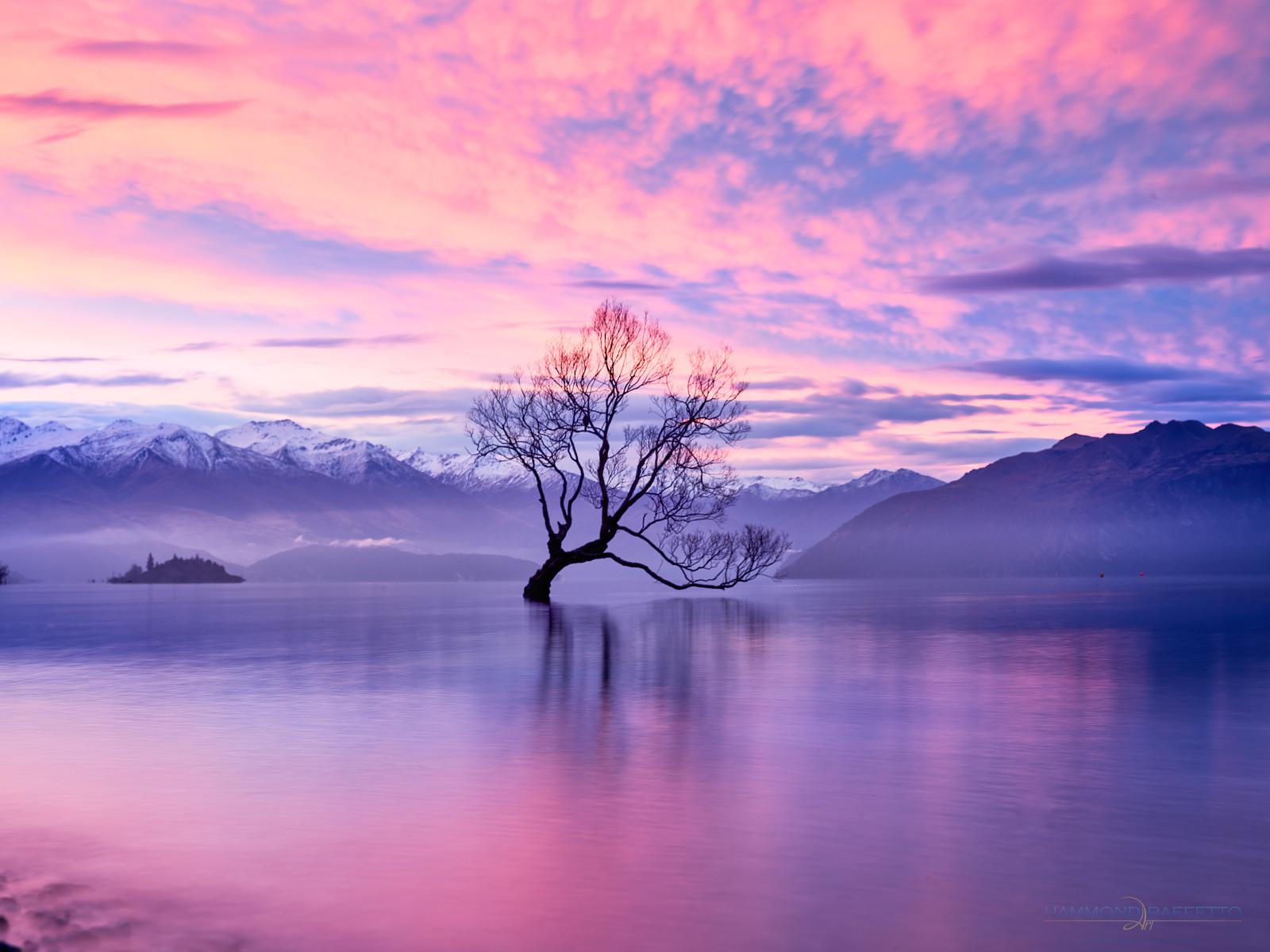 The Wanaka Tree