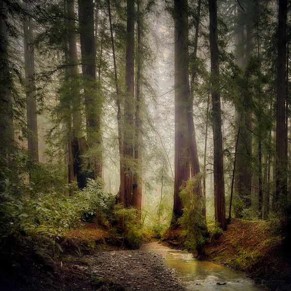 Armstrong Woods : Lucem In Nemore