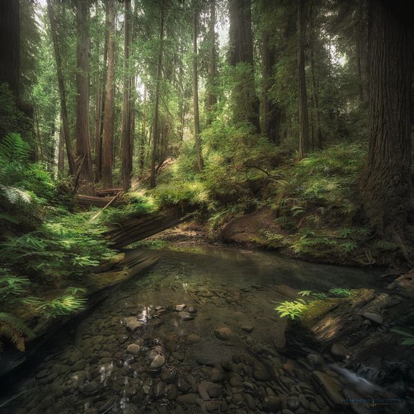 Not Fern Canyon