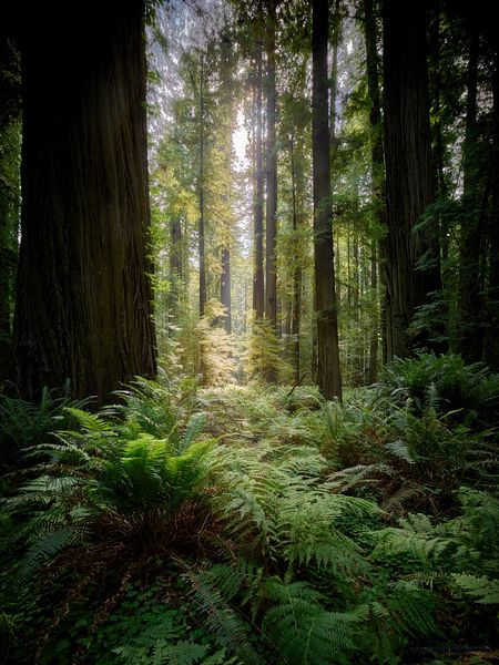 Forest Light