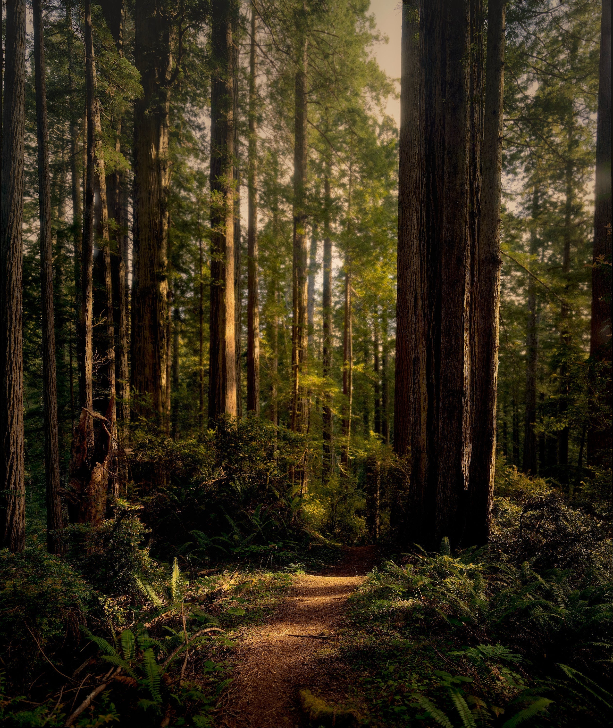 "I went to the woods . . .."