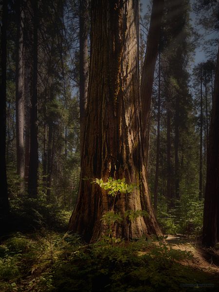 Calaveras Big Trees — Le sequoie giganti della Sierra Nevada