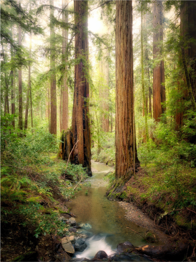 Main image Armstrong Woods III: Columnas