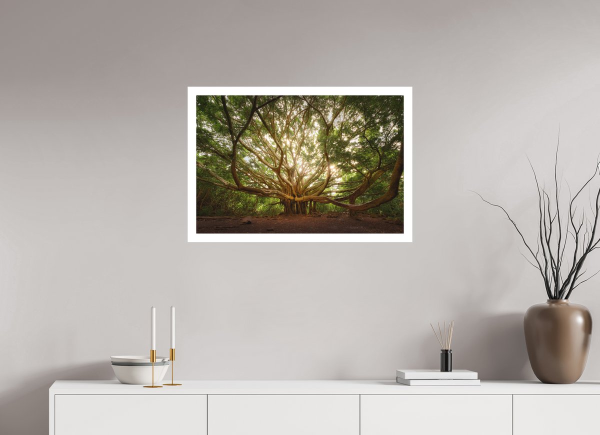 30 x 20″, Bonded Acrylic Mat + White Frame Bracchium: The Pipiwai Trail Banyan Tree