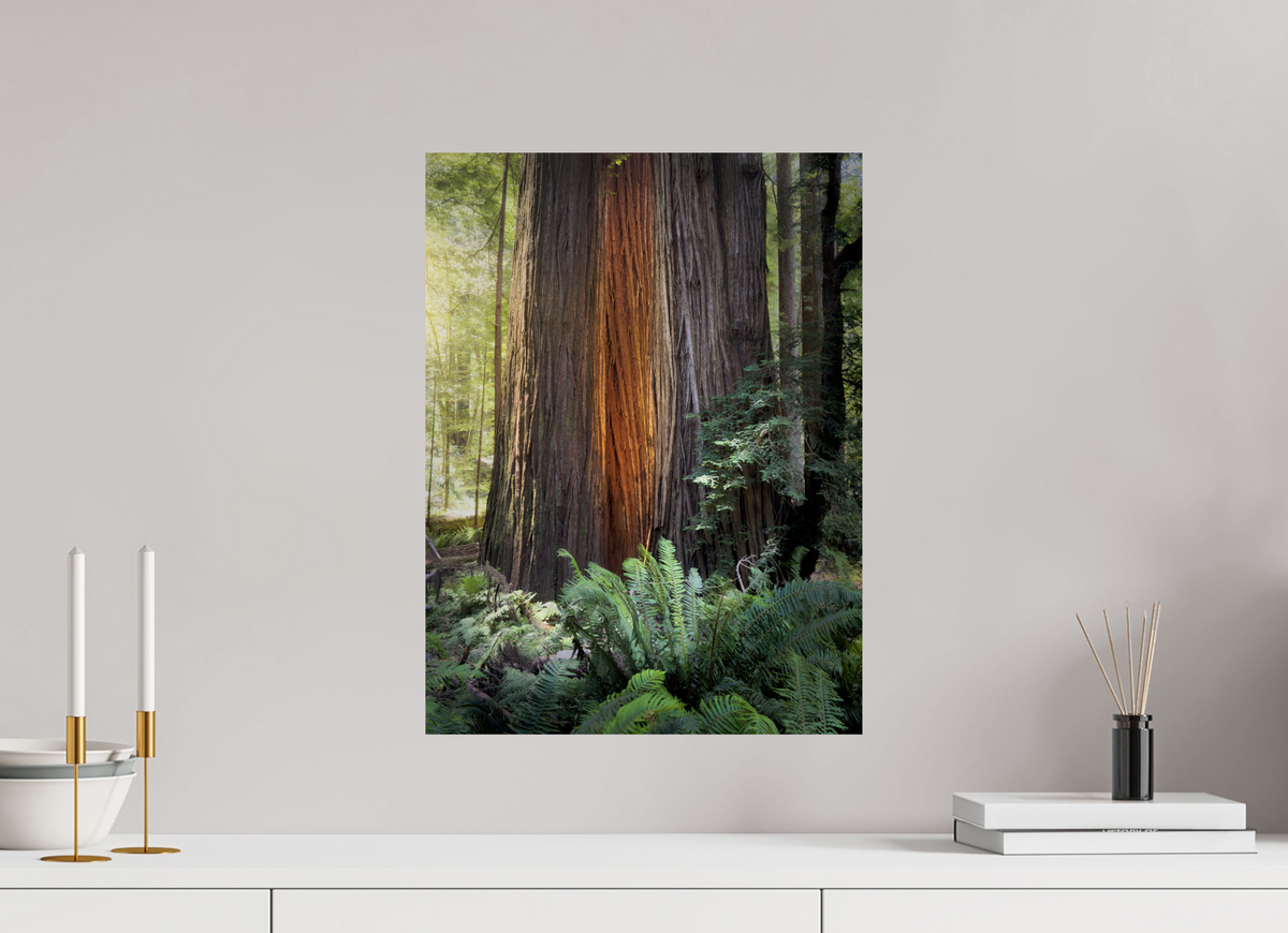 15 x 20″, Giclée Alu-Dibond Glow in the Tall Trees Grove