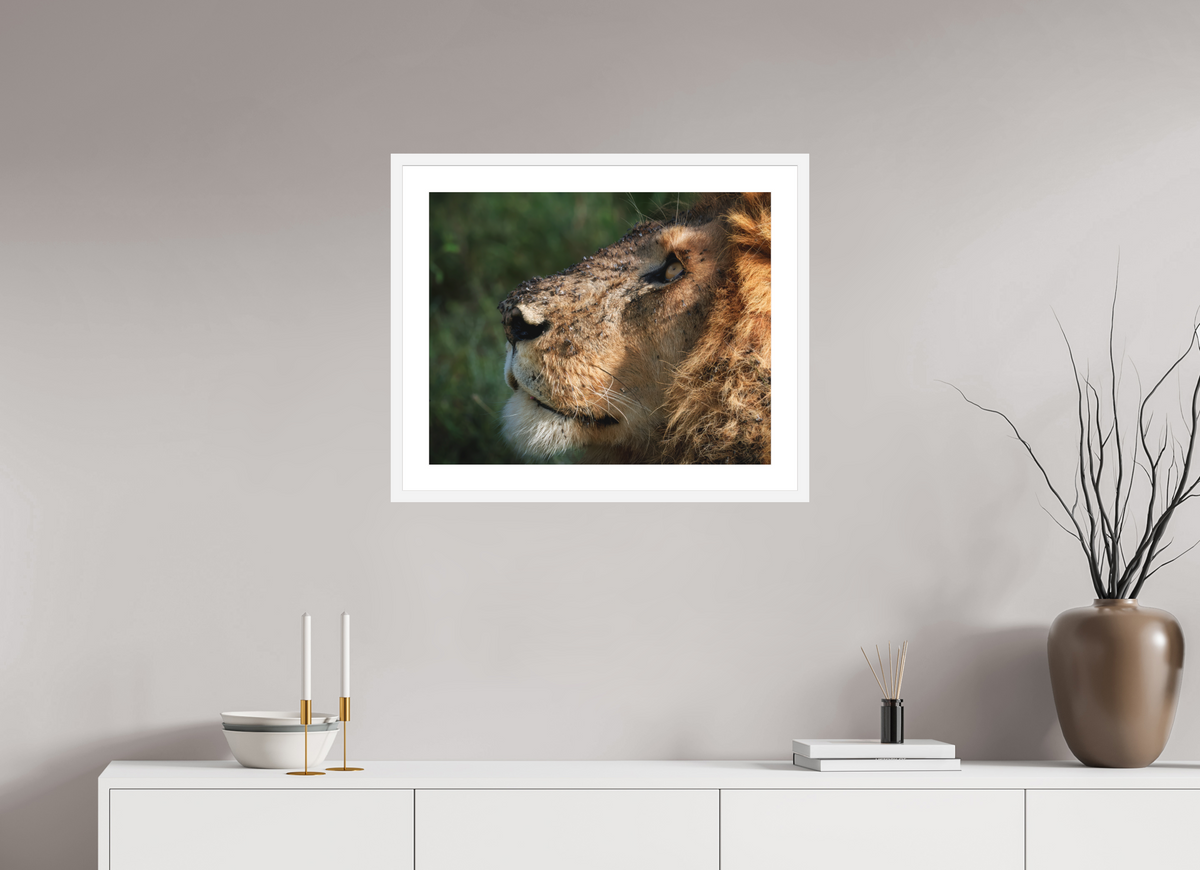 25 x 20″, Passe-Partout White Frame The King of Most Beasts