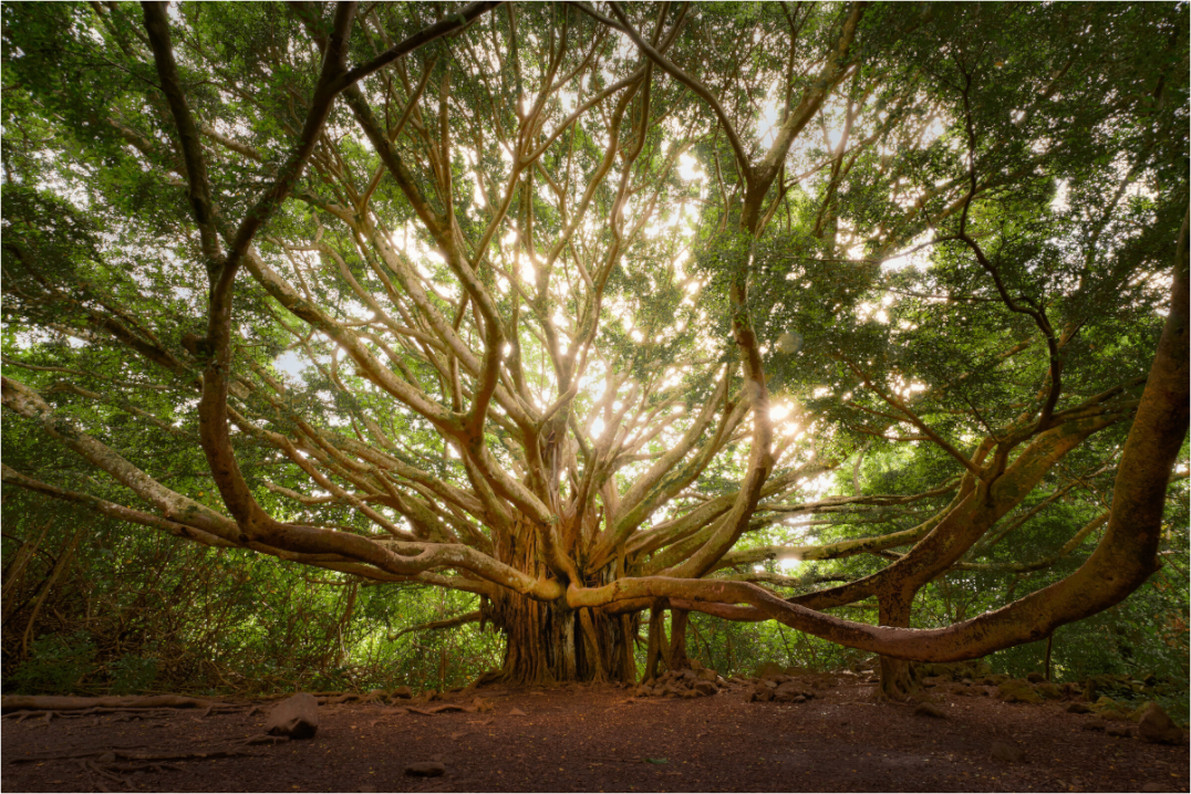 Main image Bracchium: The Pipiwai Trail Banyan Tree