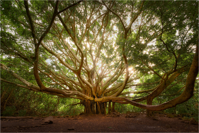 Bracchium: The Pipiwai Trail Banyan Tree