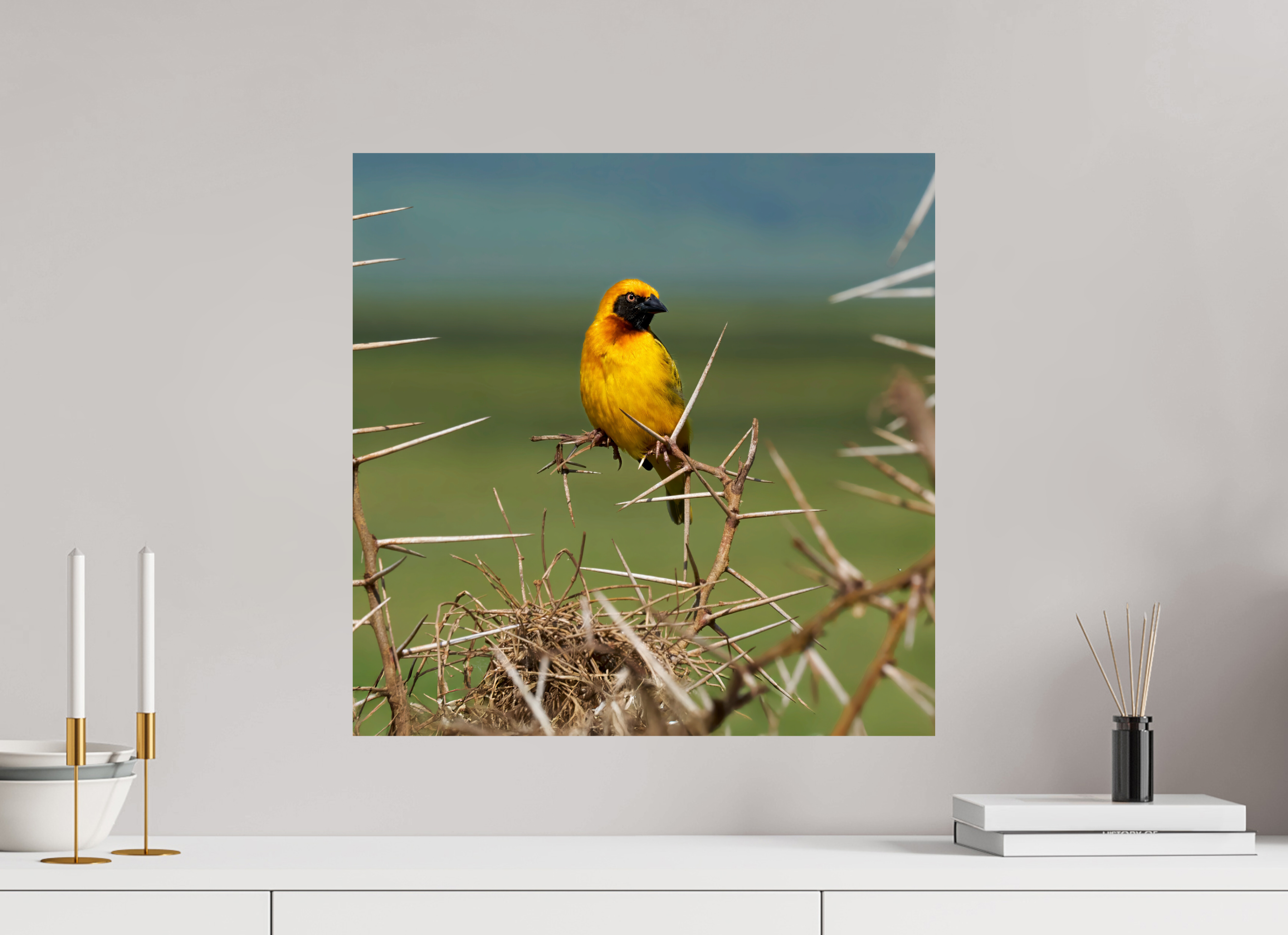 20 x 20″, Giclée Alu-Dibond Afrcan Golden Weaver