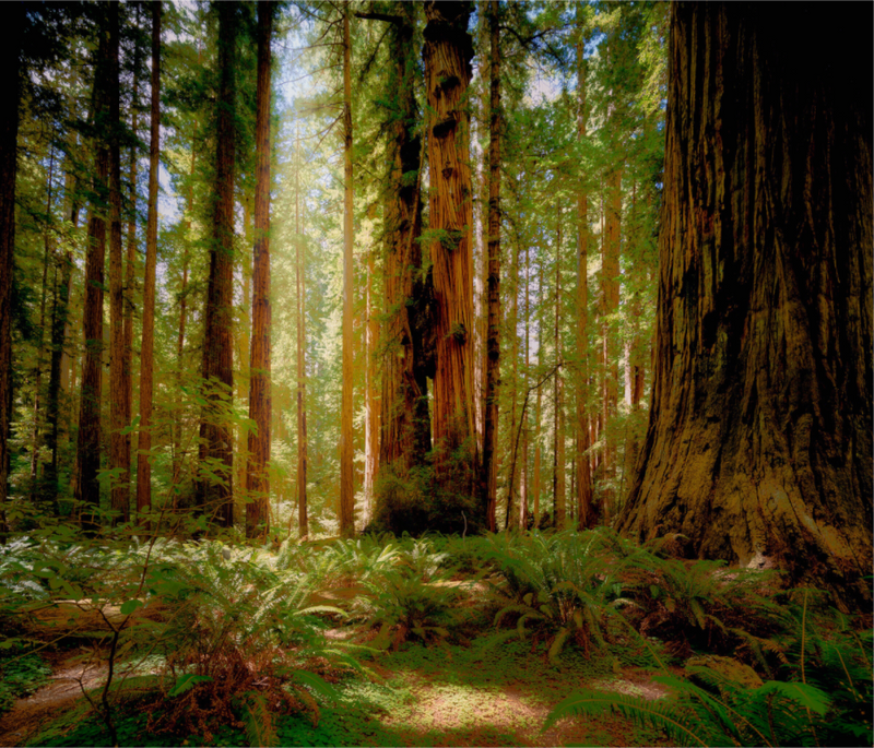 Life & Light Beneath the Giants
