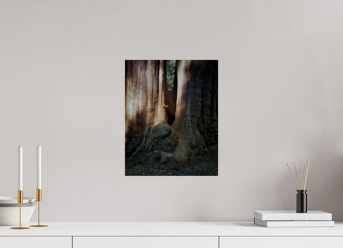 12 x 15″, Giclée Alu-Dibond Semper iuvenis