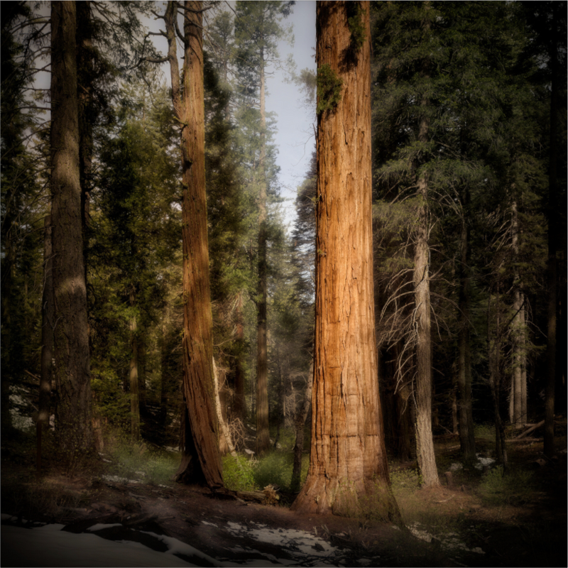 Northern Sentinels I: The Placer County Sequoias