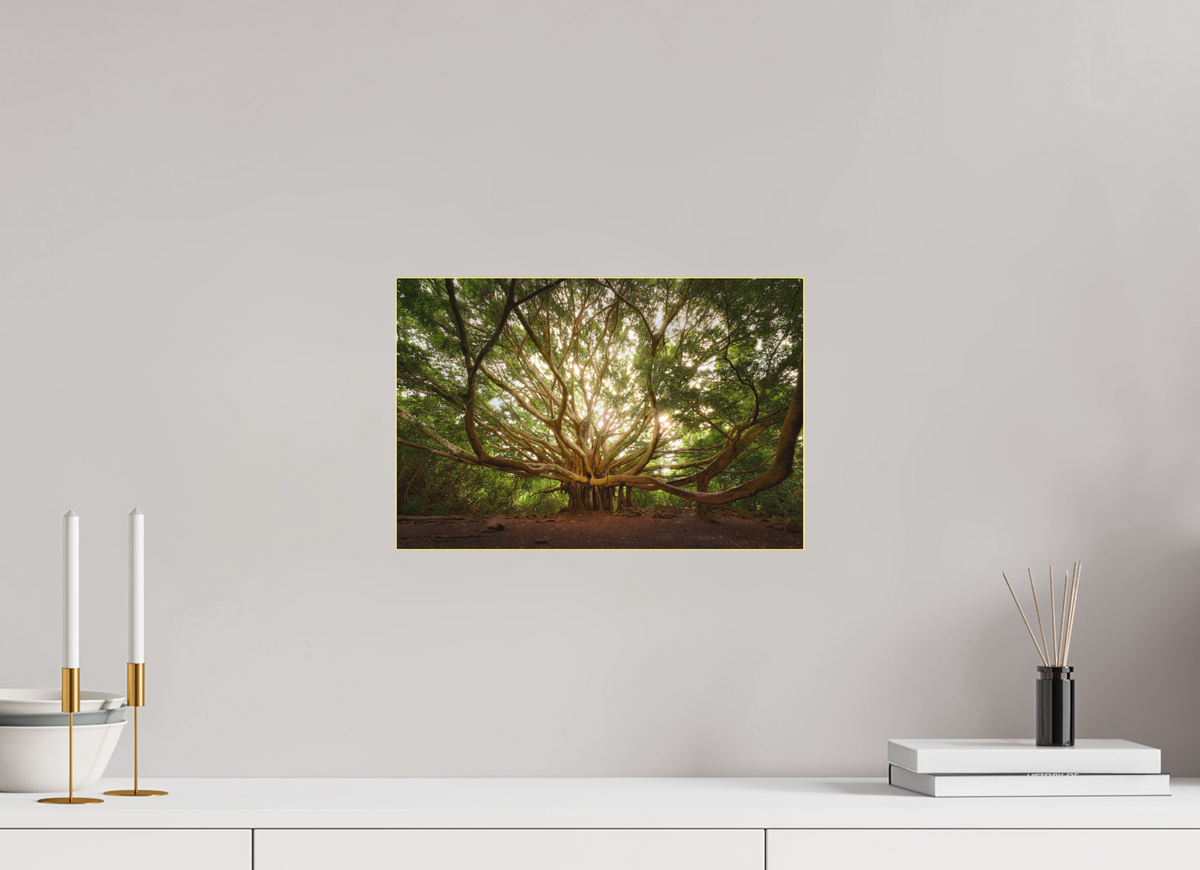 15 x 10″, Bonded Acrylic Gold Frame Bracchium: The Pipiwai Trail Banyan Tree
