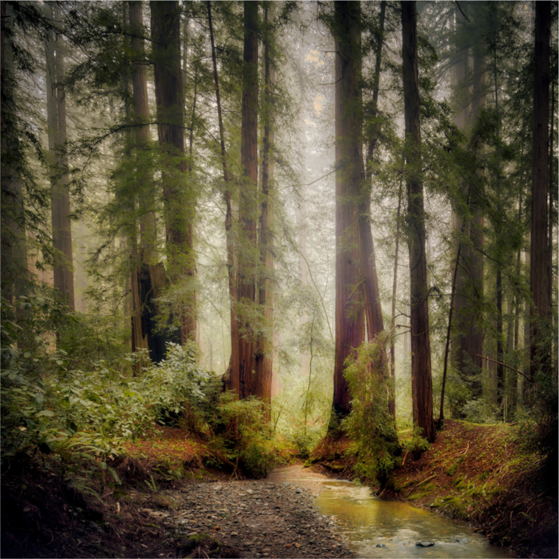 Armstrong Woods IV: Lucem in Nemore