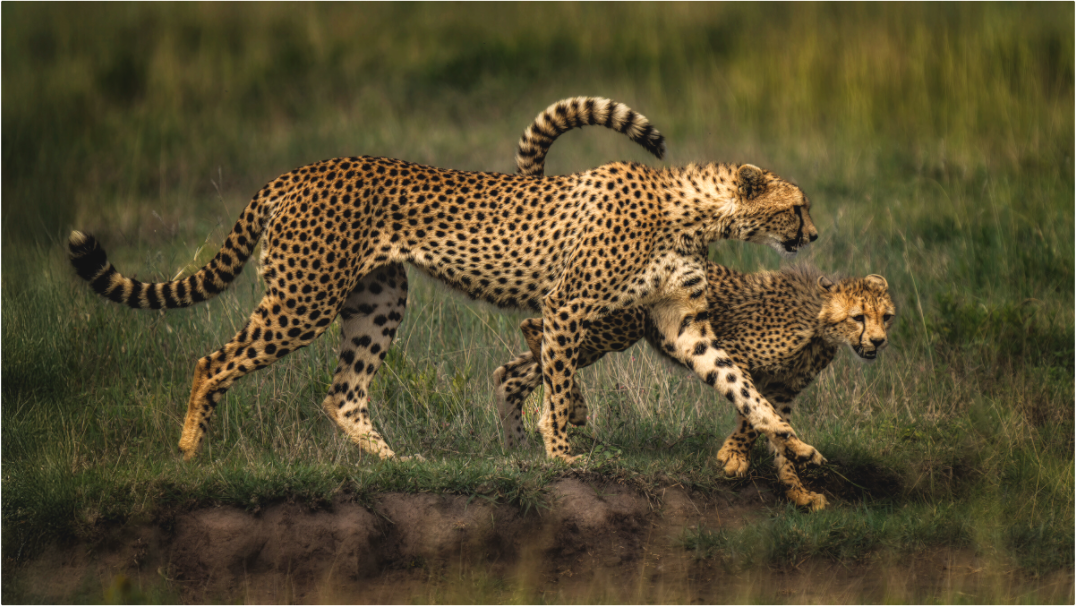 Main image Mother & Son on the Serengeti