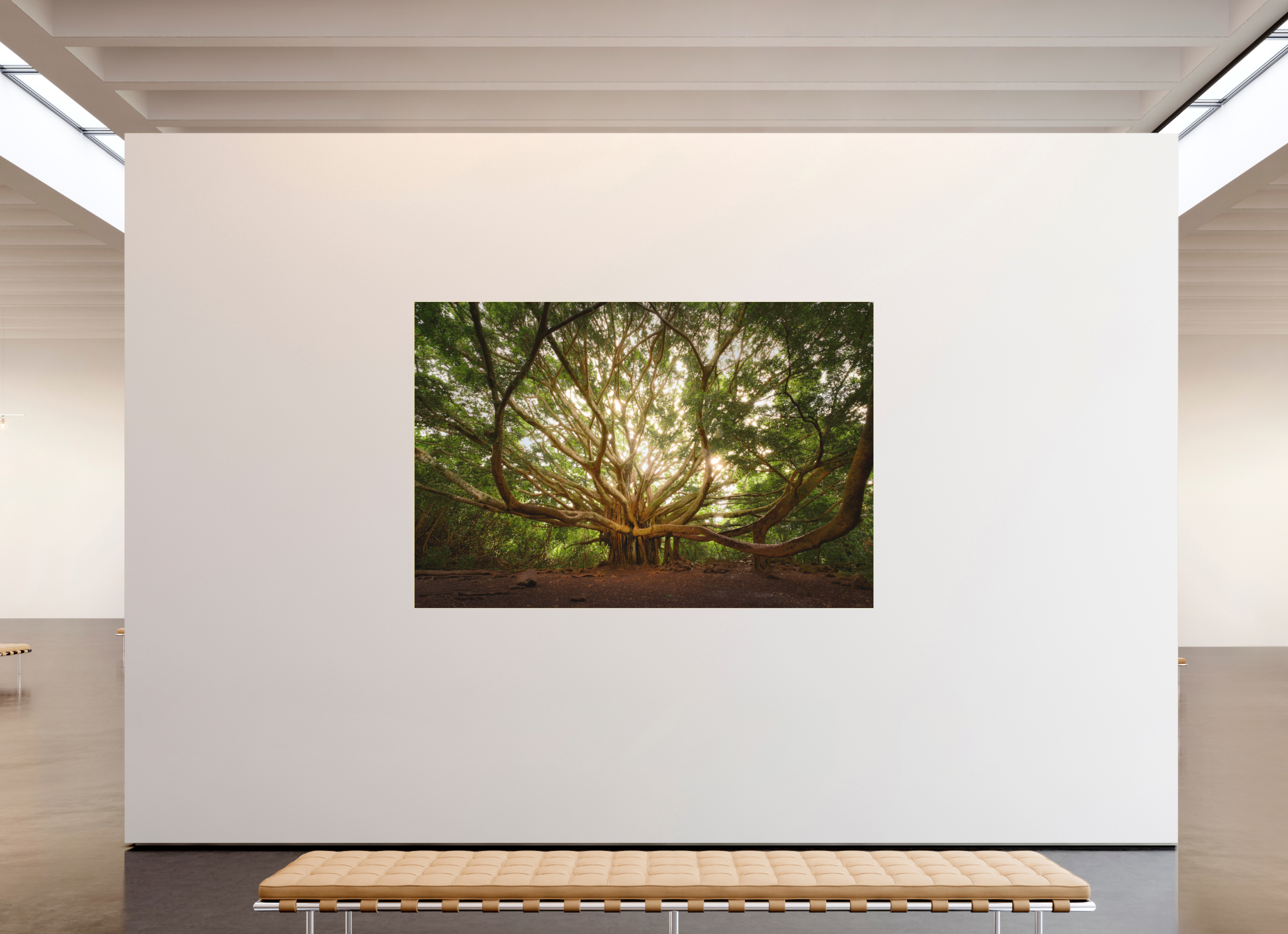 90 x 60″, Bonded Acrylic Gold Frame Bracchium: The Pipiwai Trail Banyan Tree