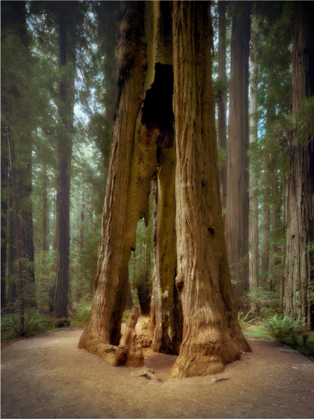 Main image Inextinguibilis: Founders Grove