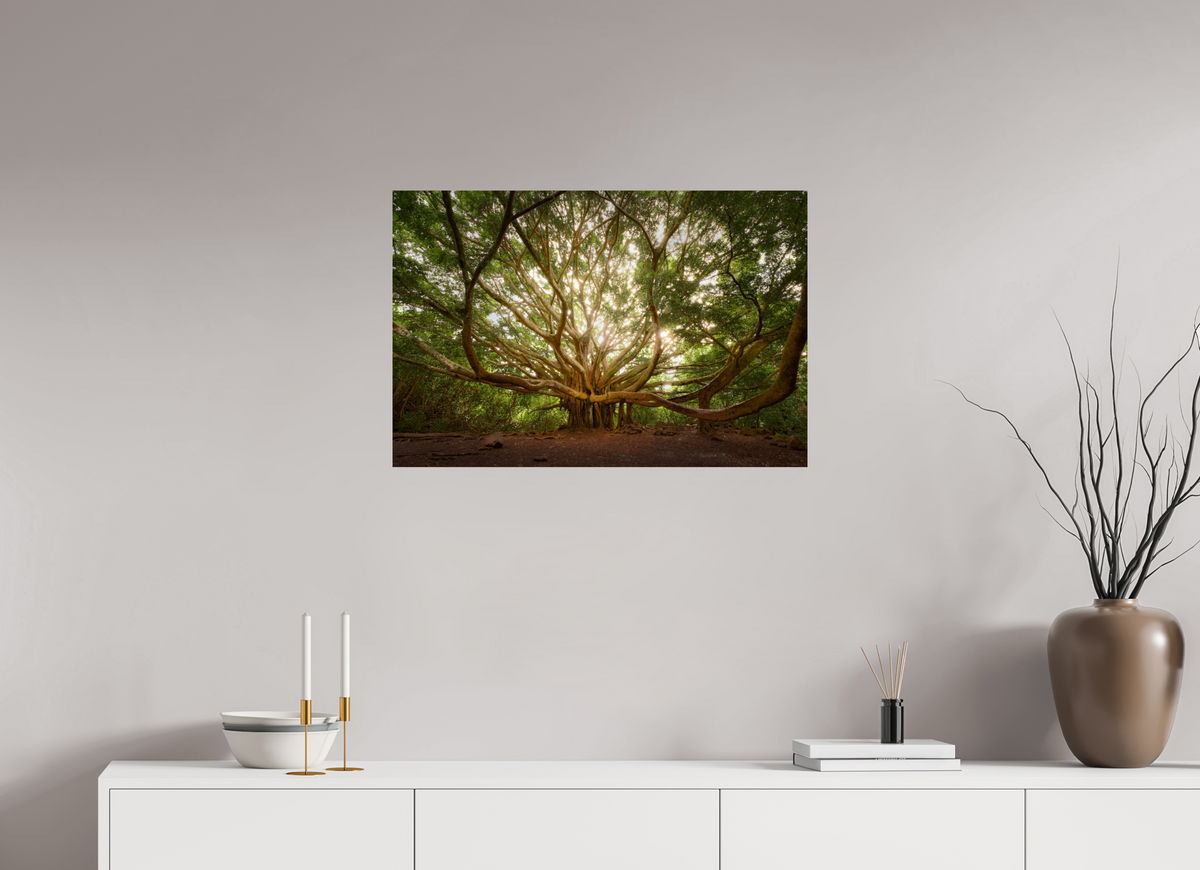 30 x 20″, Giclée Alu-Dibond Bracchium: The Pipiwai Trail Banyan Tree