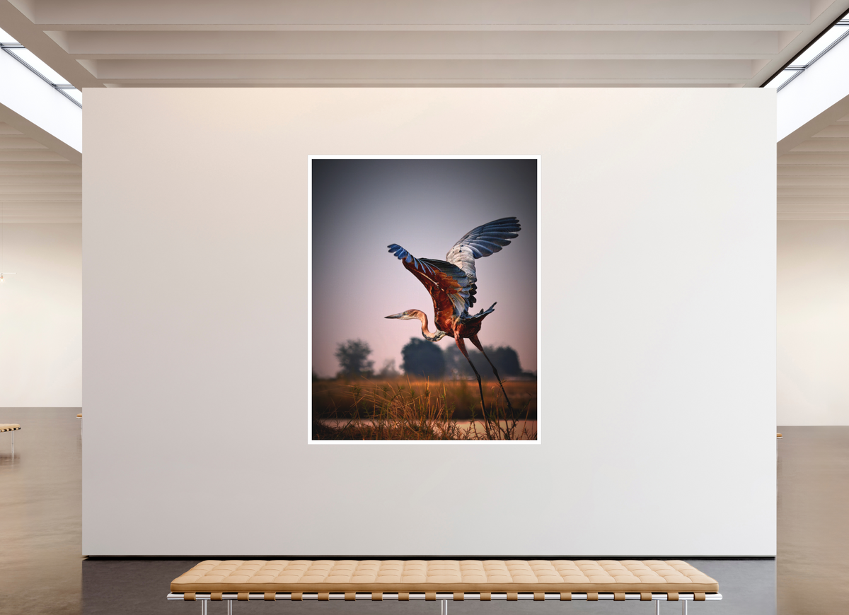 67 x 83.7″, Bonded Acrylic Mat + Silver Frame Goliath Heron Takes Flight on the Chobe River