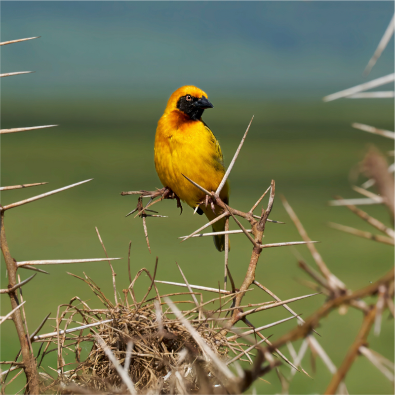 Afrcan Golden Weaver