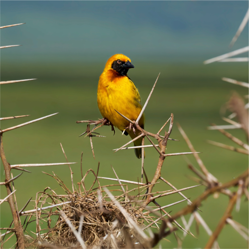 Main image Afrcan Golden Weaver